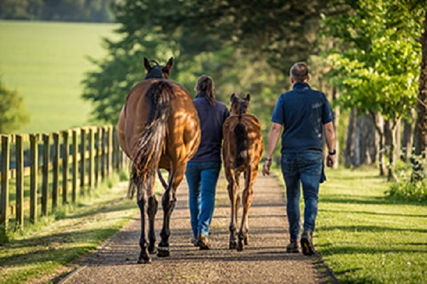 New Level 4 qualification for stud staff is now being offered in partnership with Writtle University College Image New Level 4 qualification for stud staff is now being offered in partnership with Writtle University College Image